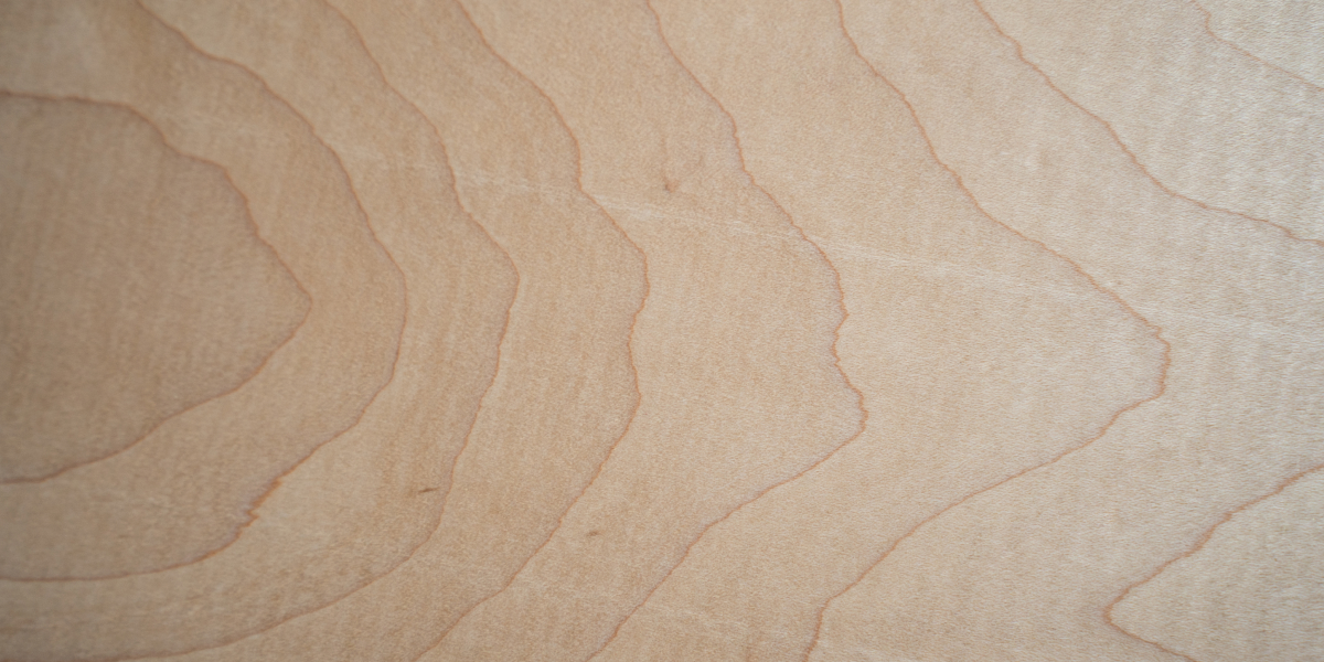 Hard Maple Close Up